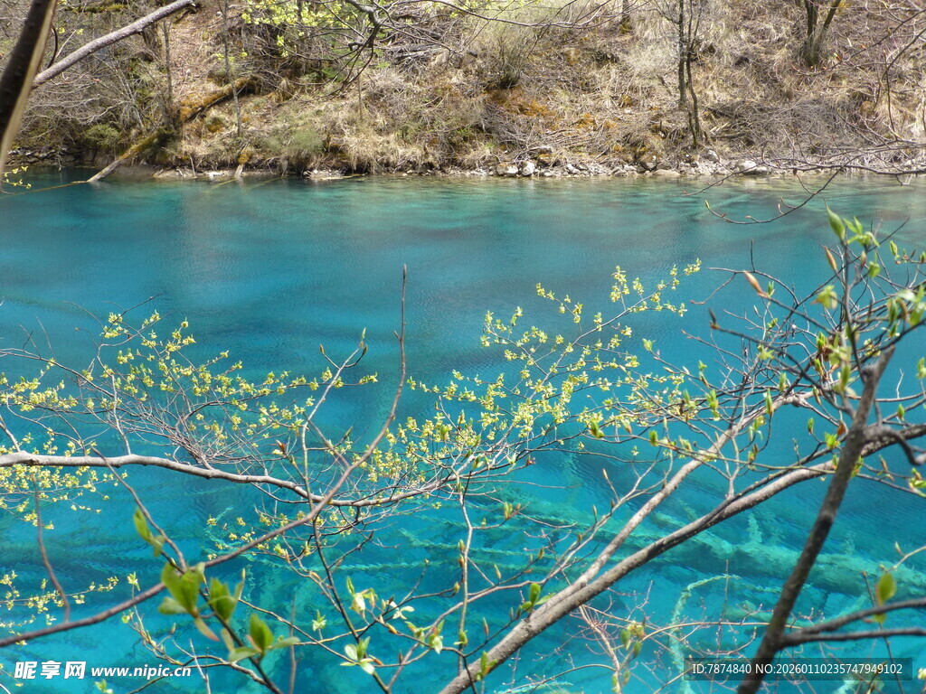 蓝湖春色 枝头新绿初绽