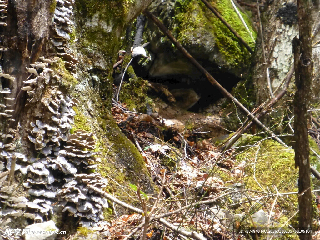 林间苔藓覆盖的神秘洞穴