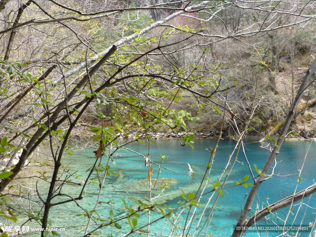 蓝绿色湖水旁的繁茂树枝