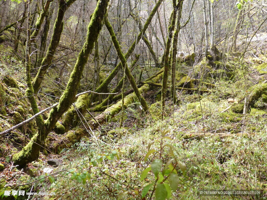 森林中覆满青苔的枯木