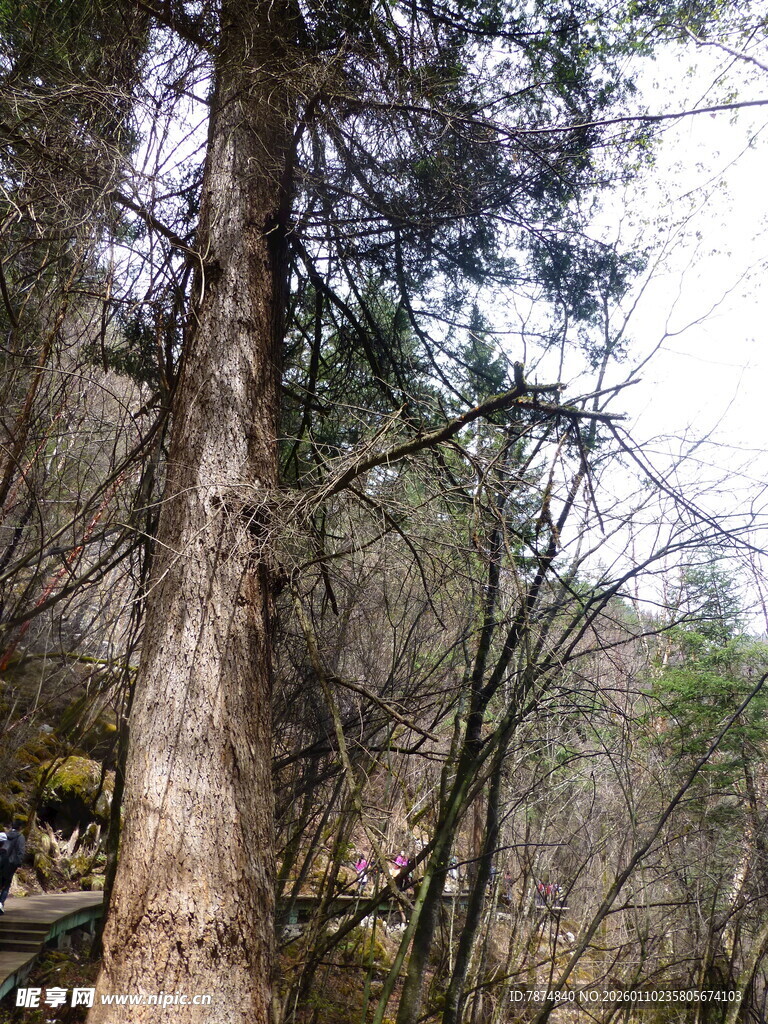 森林中的高大树木