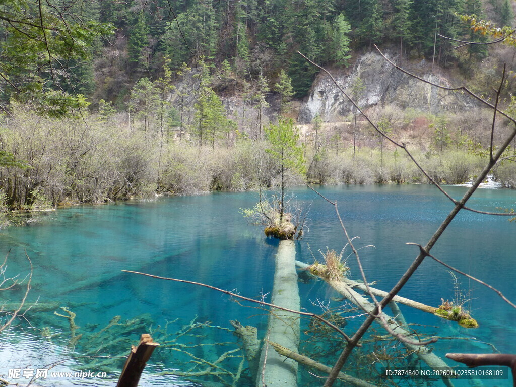 蓝绿色清澈湖水与枯木