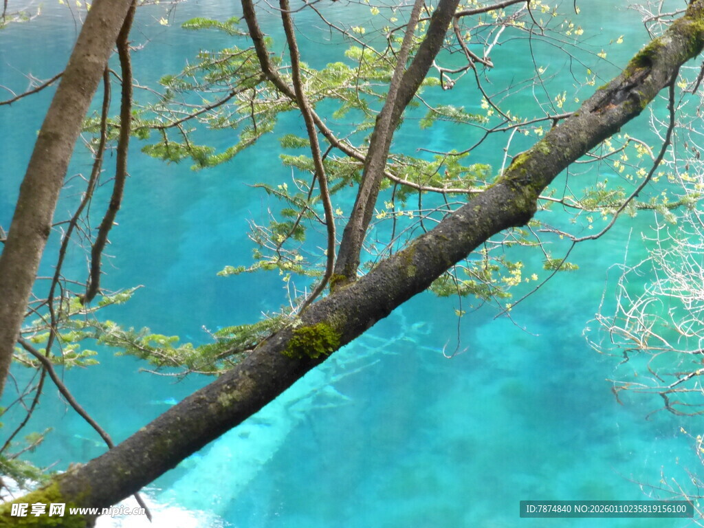 清澈蓝水下的树枝景象