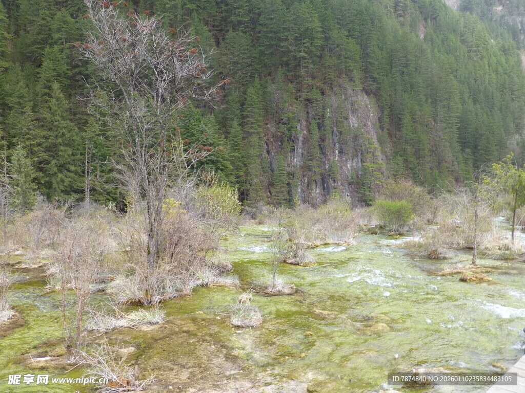 山间枯树与苔藓覆盖之地