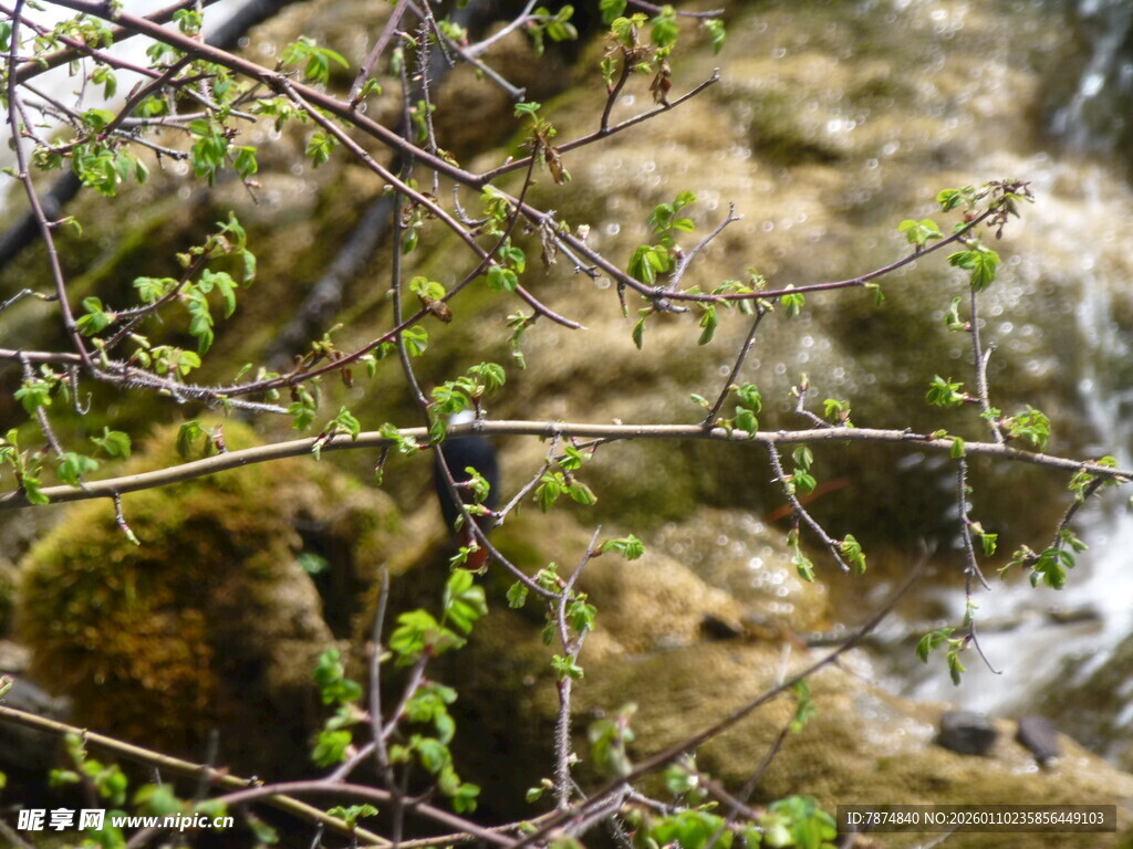 溪边枝头的小鸟