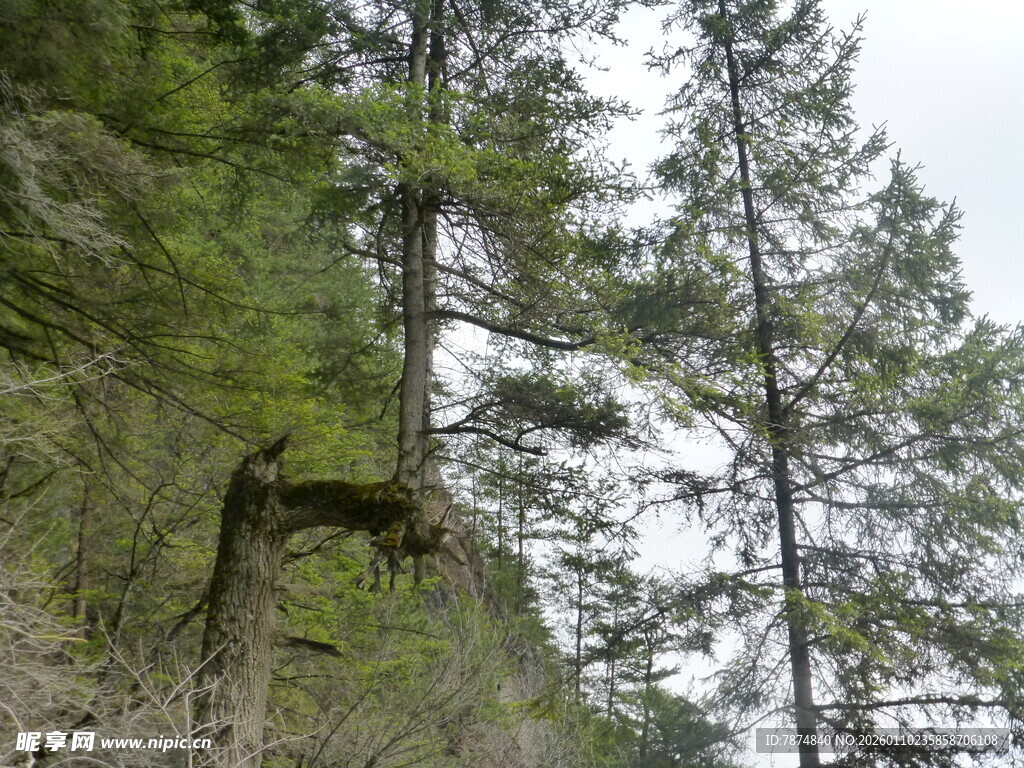 山林中的挺拔树木