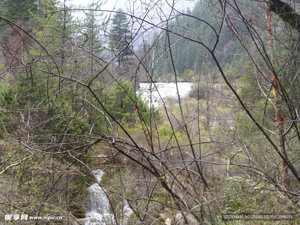 森林中的自然景象