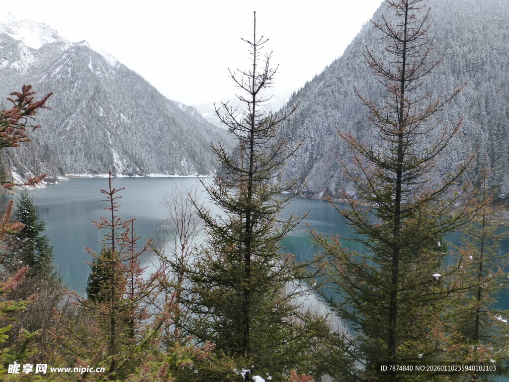 山间湖畔的静谧松林景观