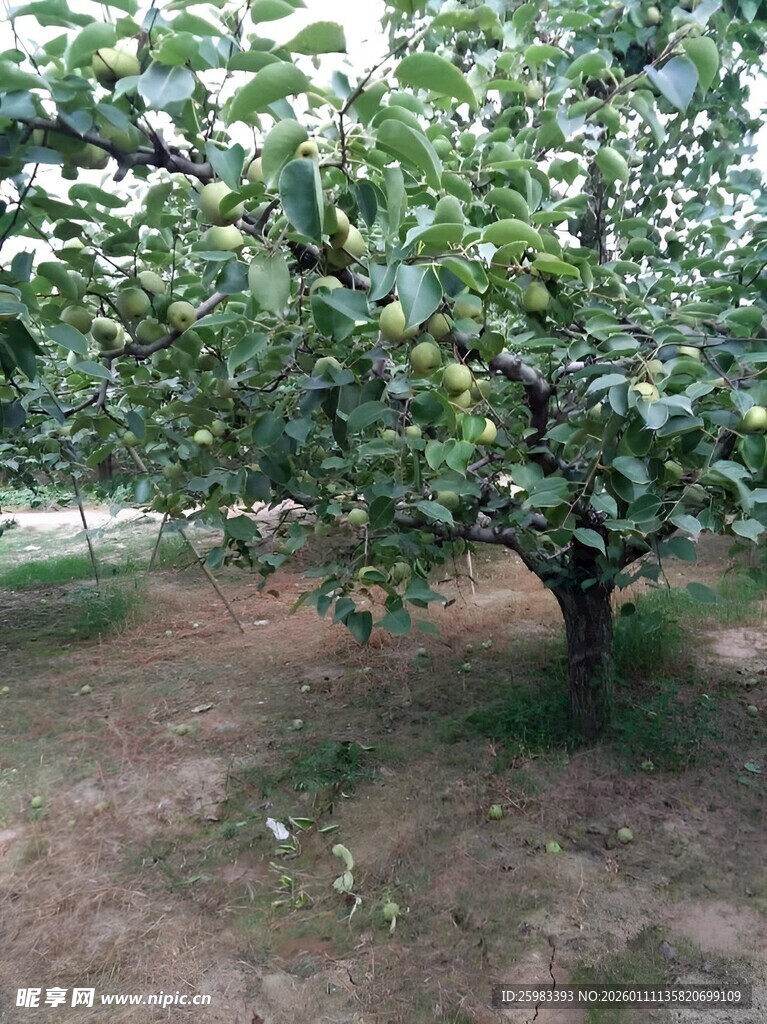 梨树