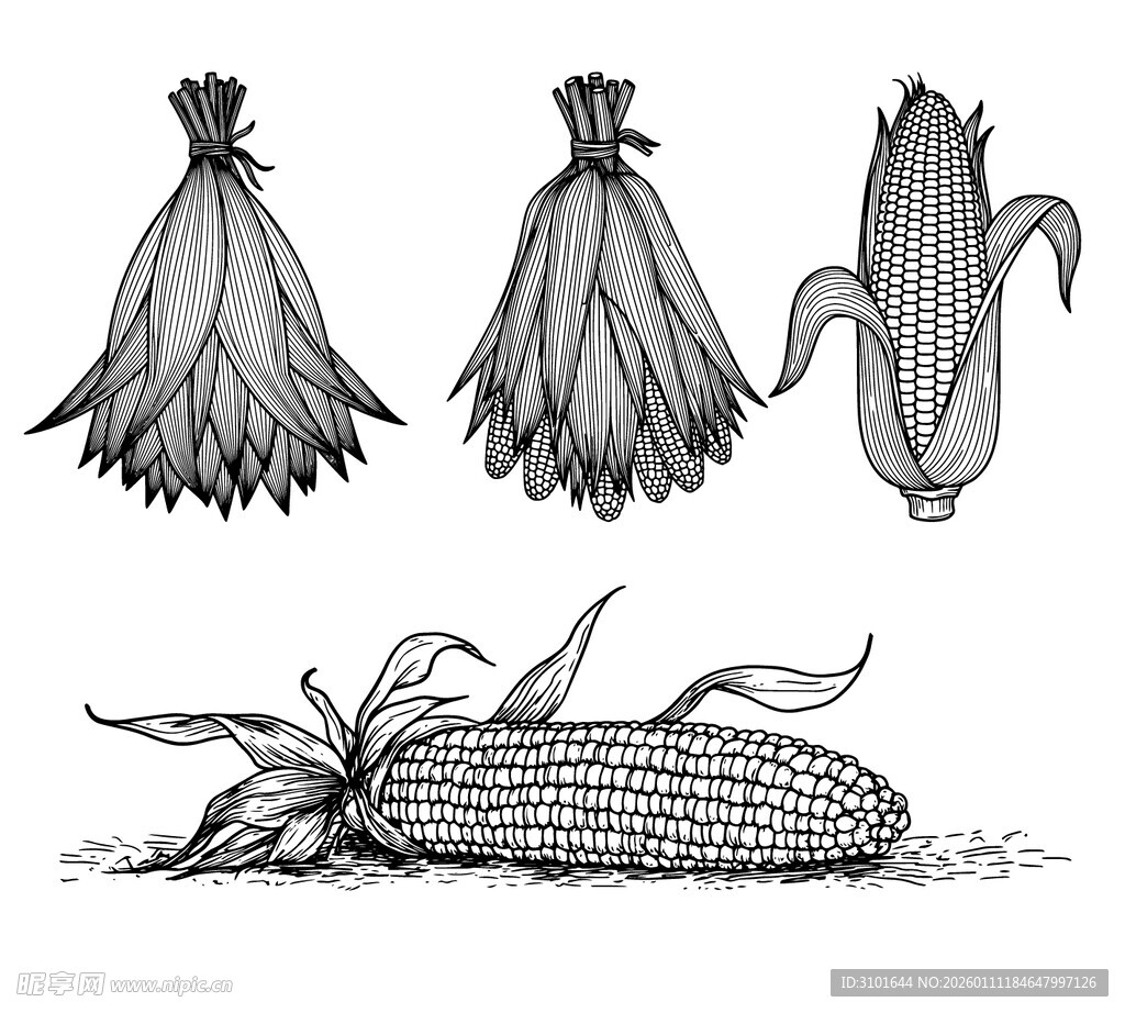 玉米图案