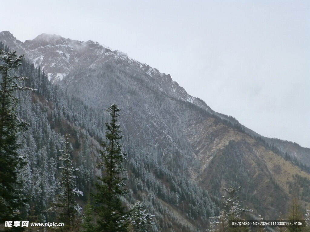 雪山松林景观