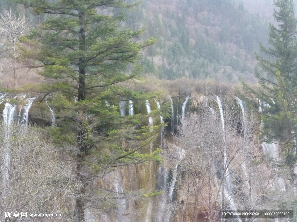 山间瀑布旁的挺拔松树