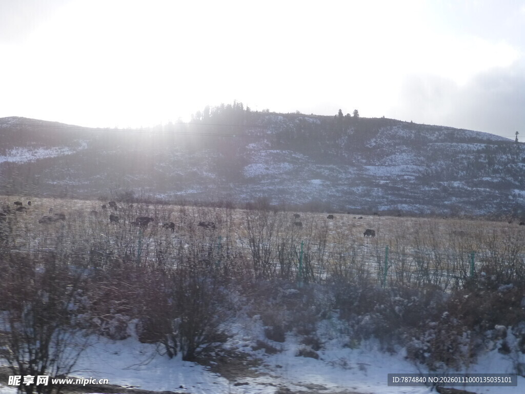 冬日雪覆田野的美丽景致