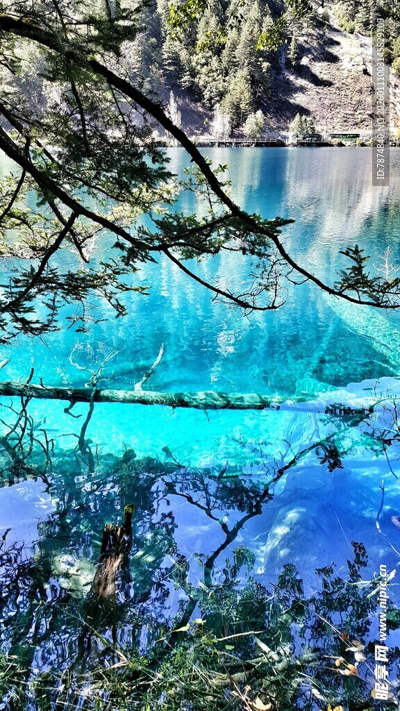 清澈蓝湖旁的繁茂树枝