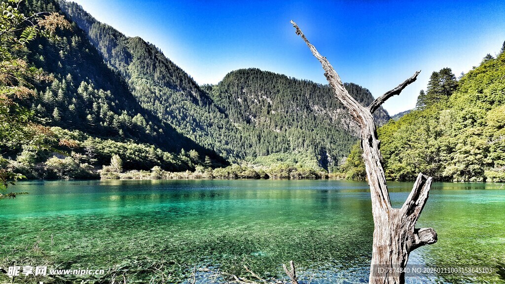 湖畔枯树与青山绿水