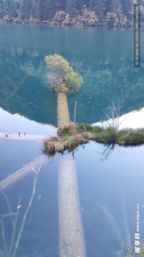 湖中小树倒影如画美景