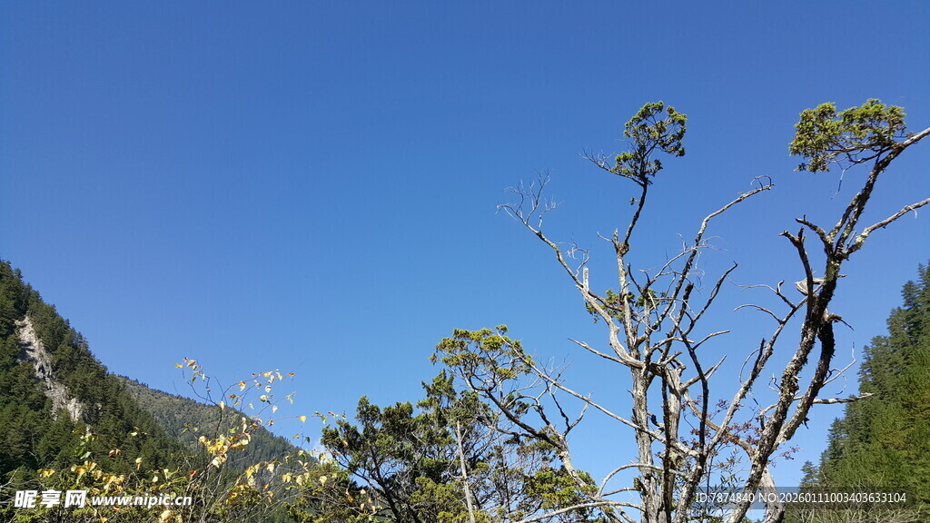 山间枯树映蓝天