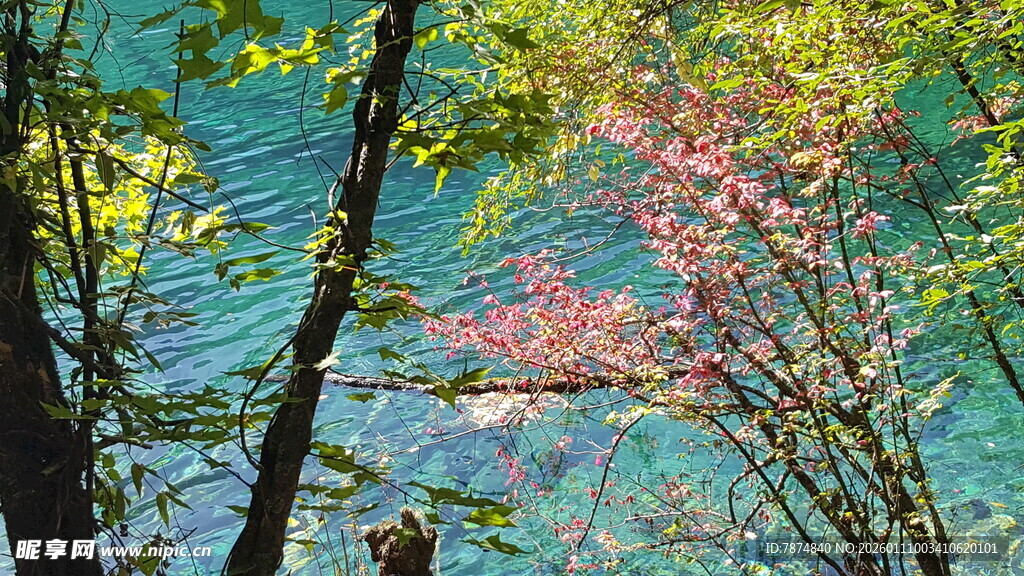湖畔彩叶树 自然好风光