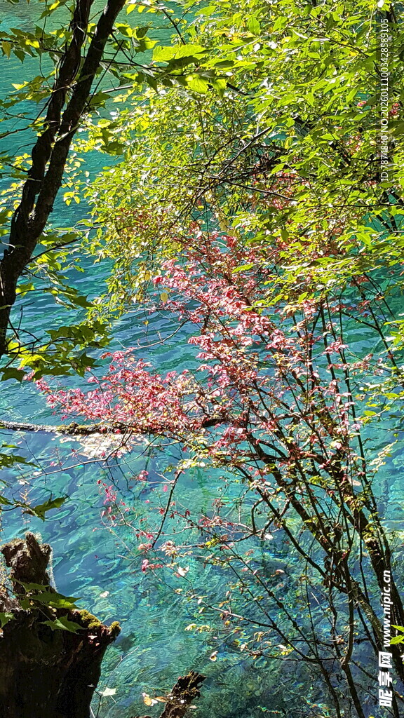 山林间的清澈溪流美景