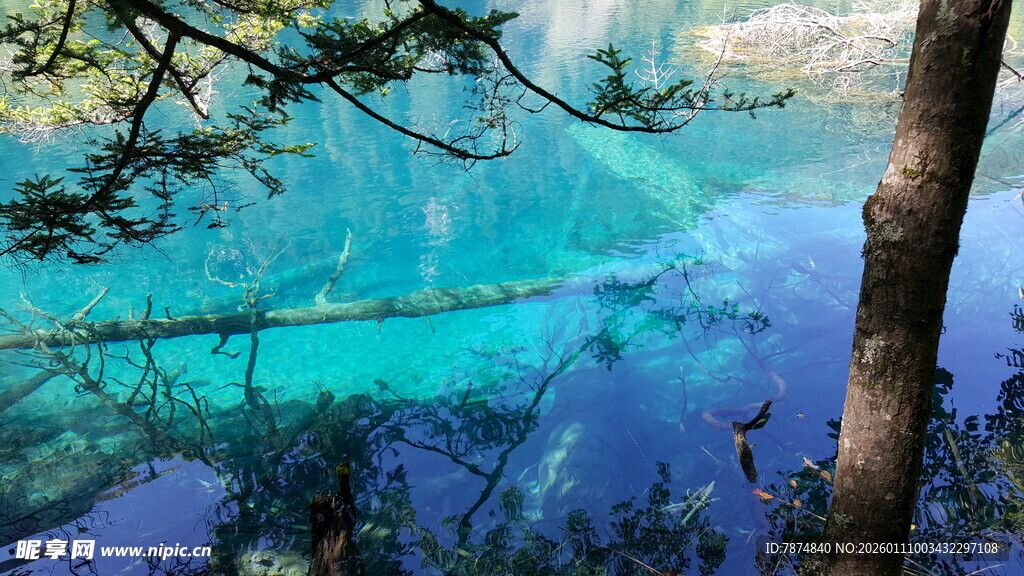 梦幻蓝湖与岸边松枝