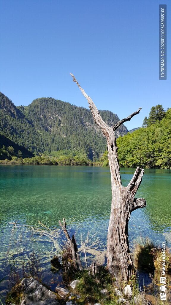 湖畔枯树 碧水青山美景