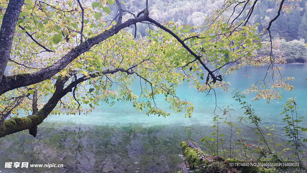 湖畔绿树环绕的幽美景色