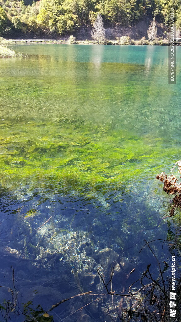 清澈湖水下的斑斓世界