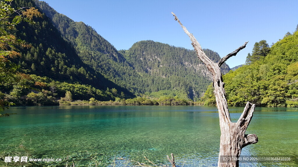 美丽湖景与枯树的自然风光
