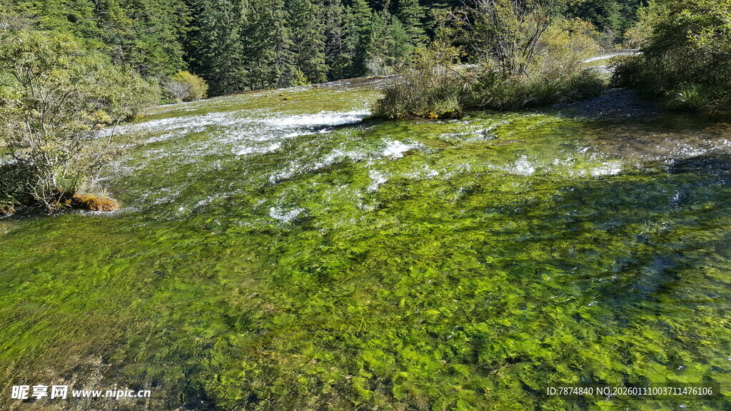 清澈溪流旁的翠绿植被