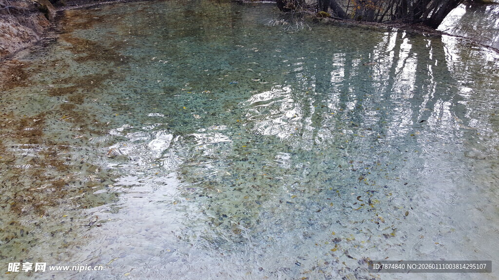 清澈溪水中的树木倒影