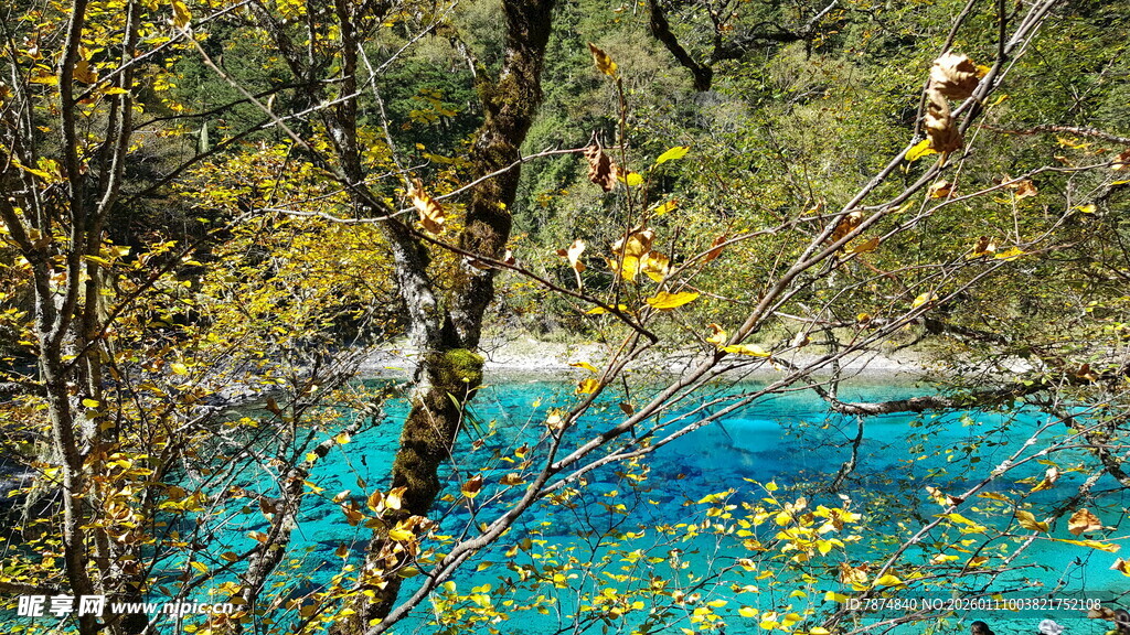 秋日蓝湖旁的斑斓树林