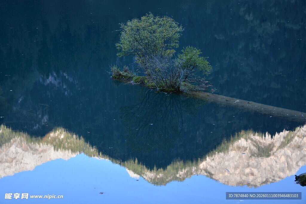 水中孤树倒影景观
