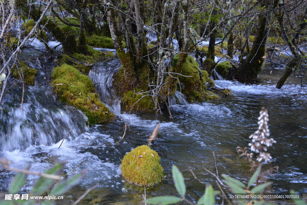 山林间的潺潺溪流与植物