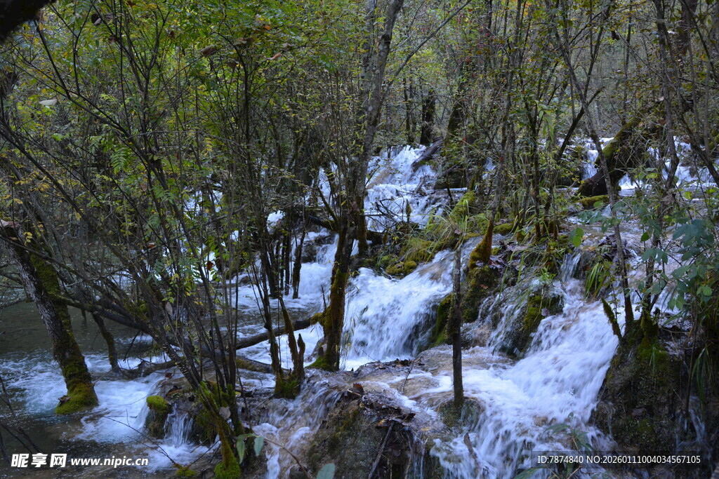 山林残雪 树木交错之景