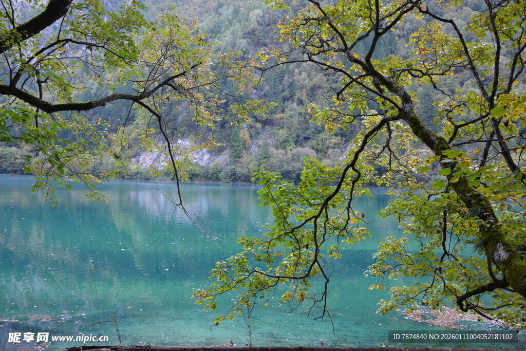 湖畔翠枝绕 碧水映春光