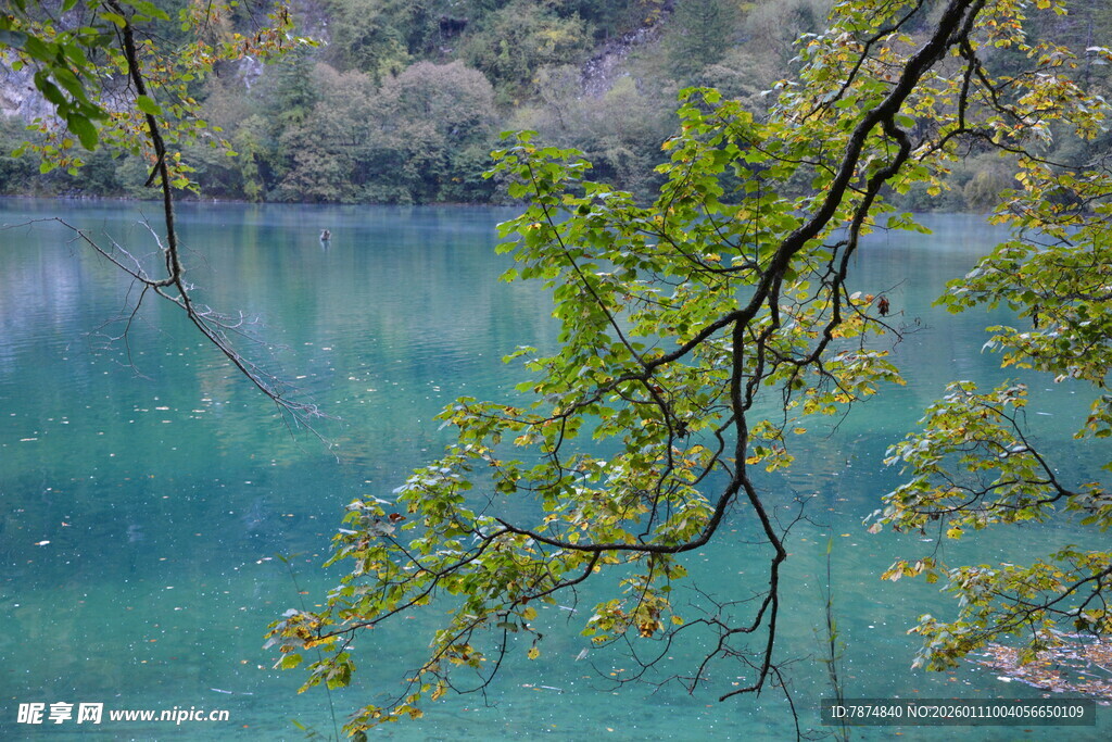 湖畔翠枝映碧水