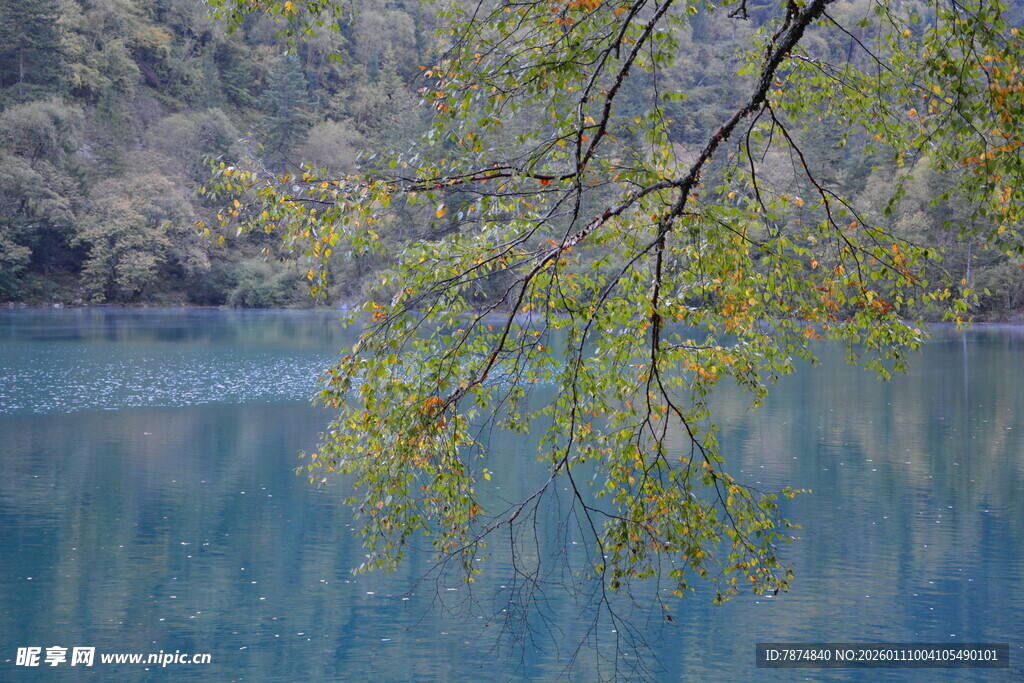 湖畔柳影 春日湖景美色