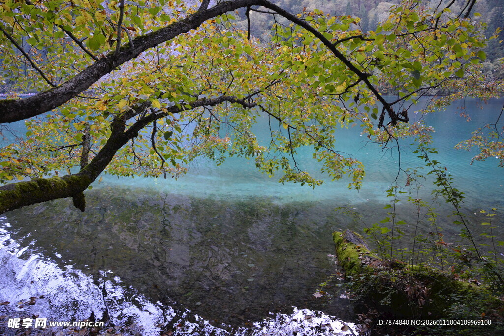 湖畔翠枝映碧水美景