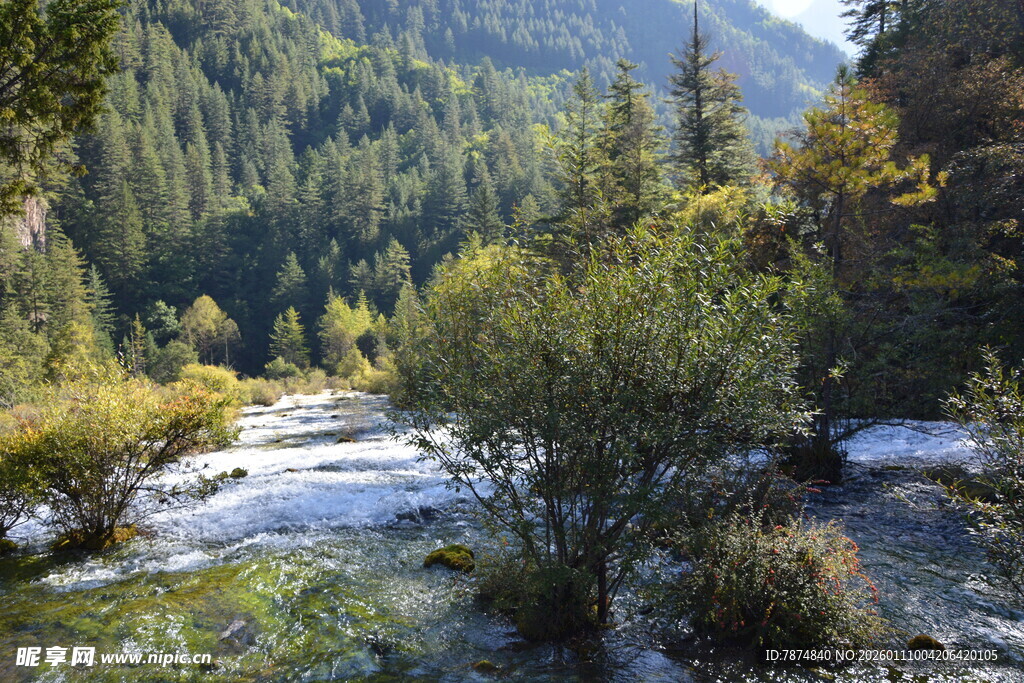山间溪流旁的茂密森林