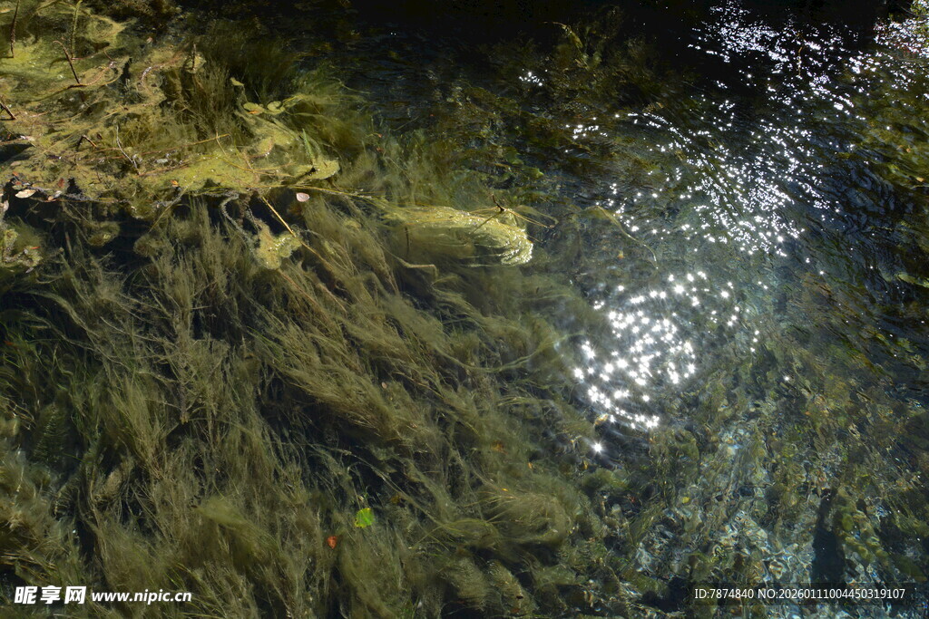 清澈水底的绿色水草景观