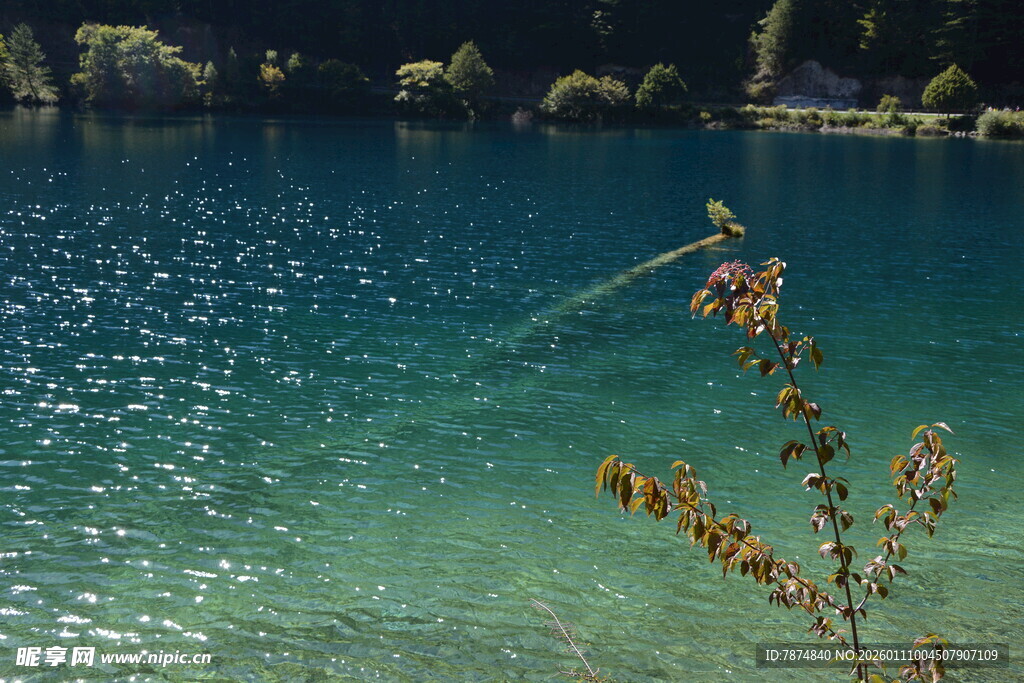 清澈湖水边的植物景致