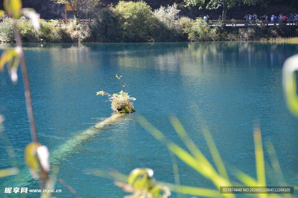 清澈湖景中的绿植与水面