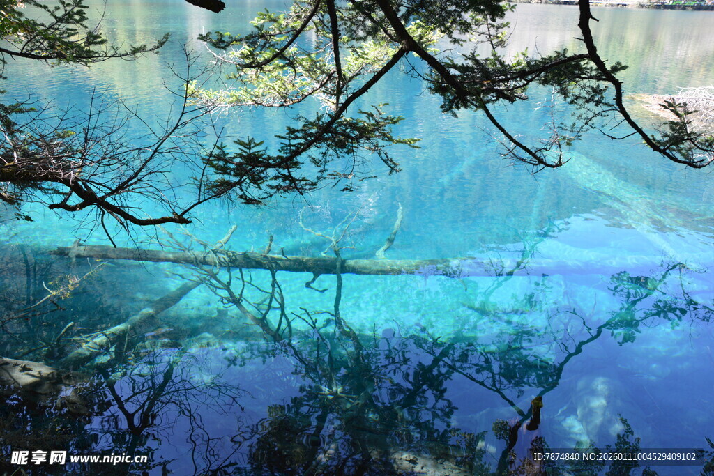 梦幻蓝湖旁的树枝美景
