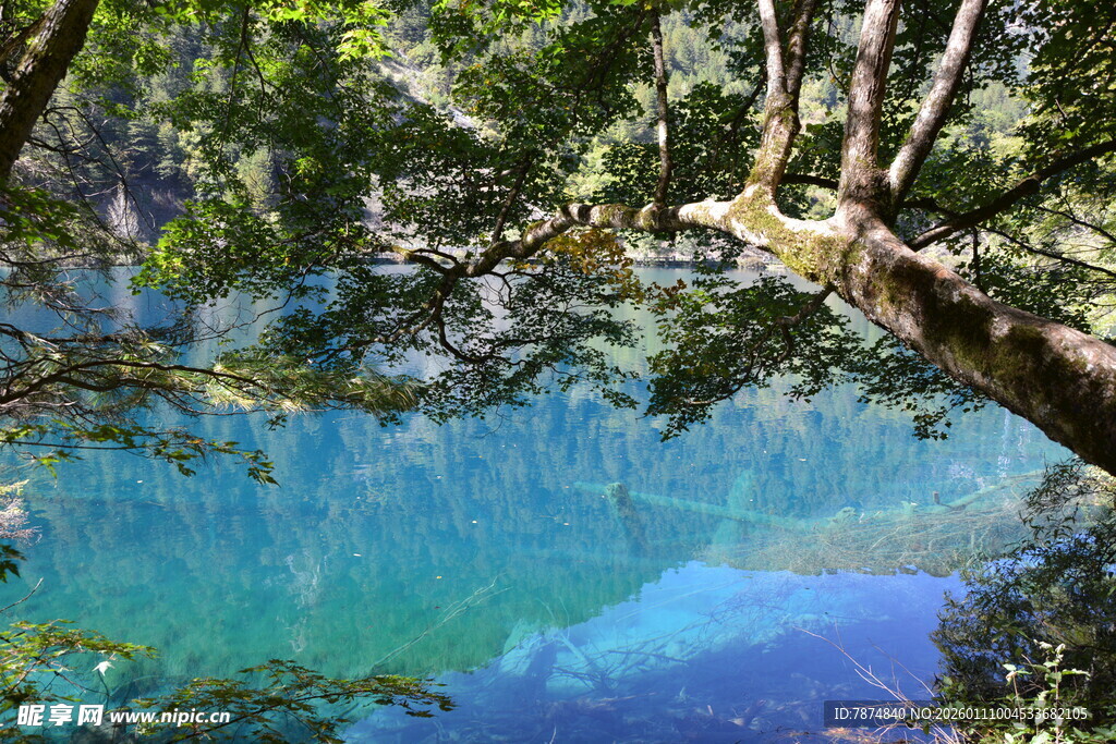 森林中的梦幻蓝色湖泊