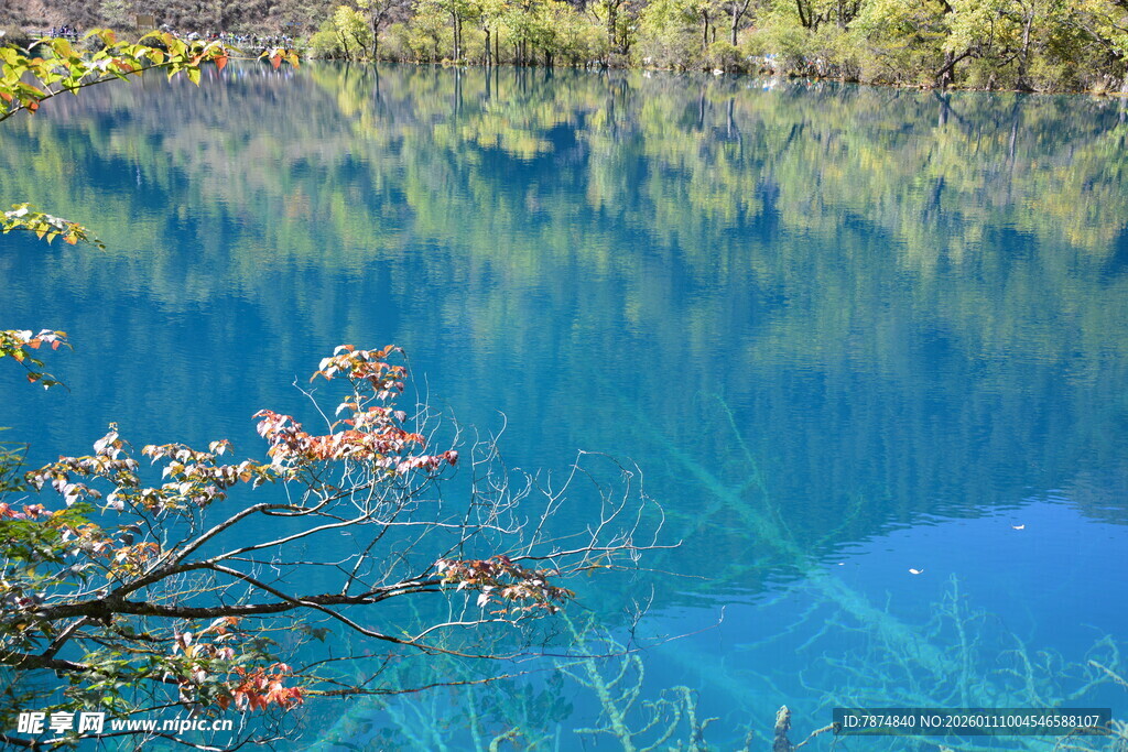 蓝湖畔的多彩枝叶景观