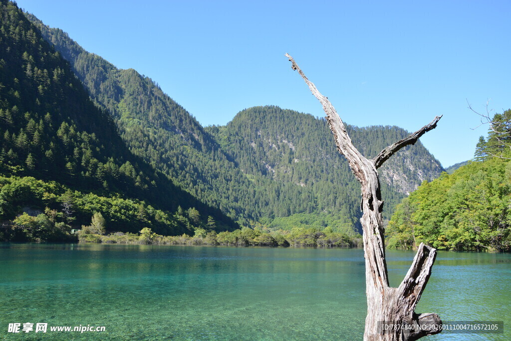 青山绿水间的枯木景致