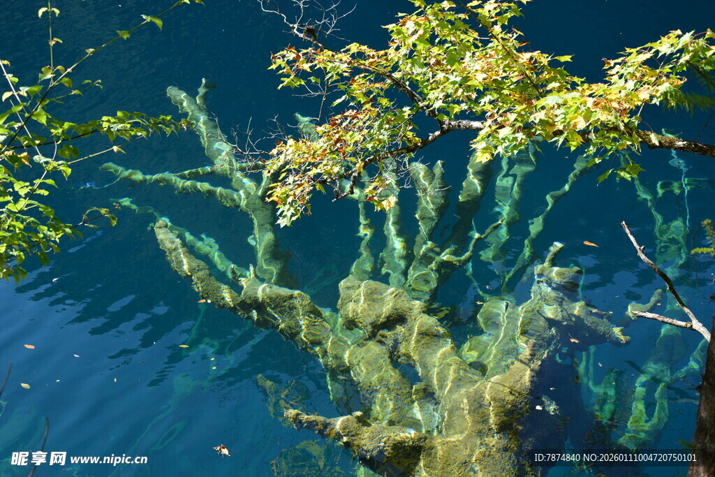 水下树木景观