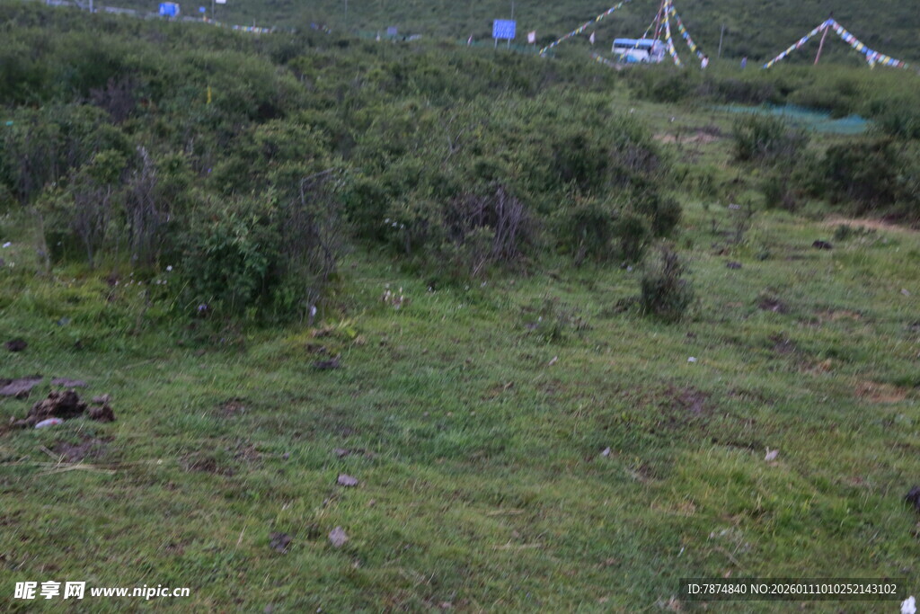 草原绿野中的自然景致