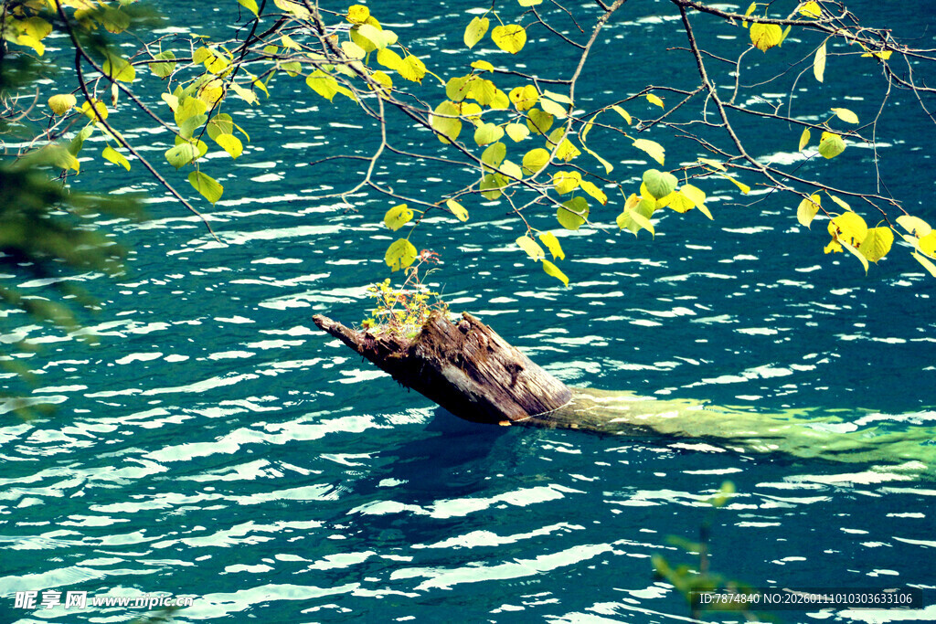 水中浮木与摇曳黄叶