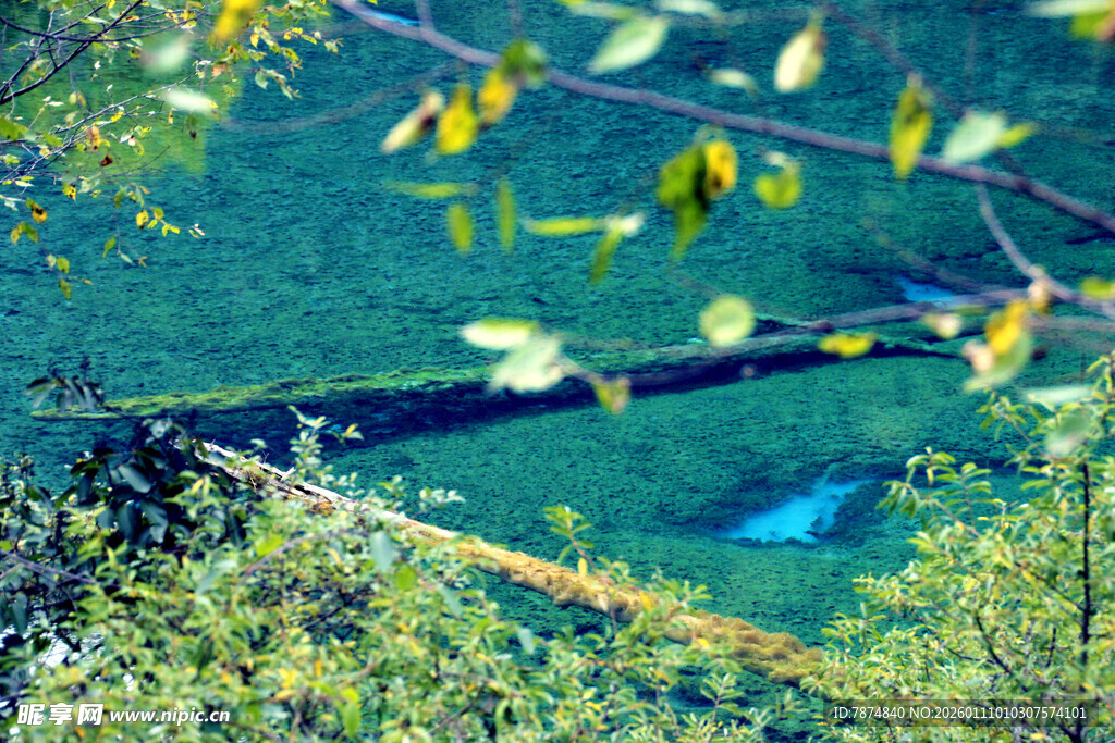 湖畔绿植与枝叶景致